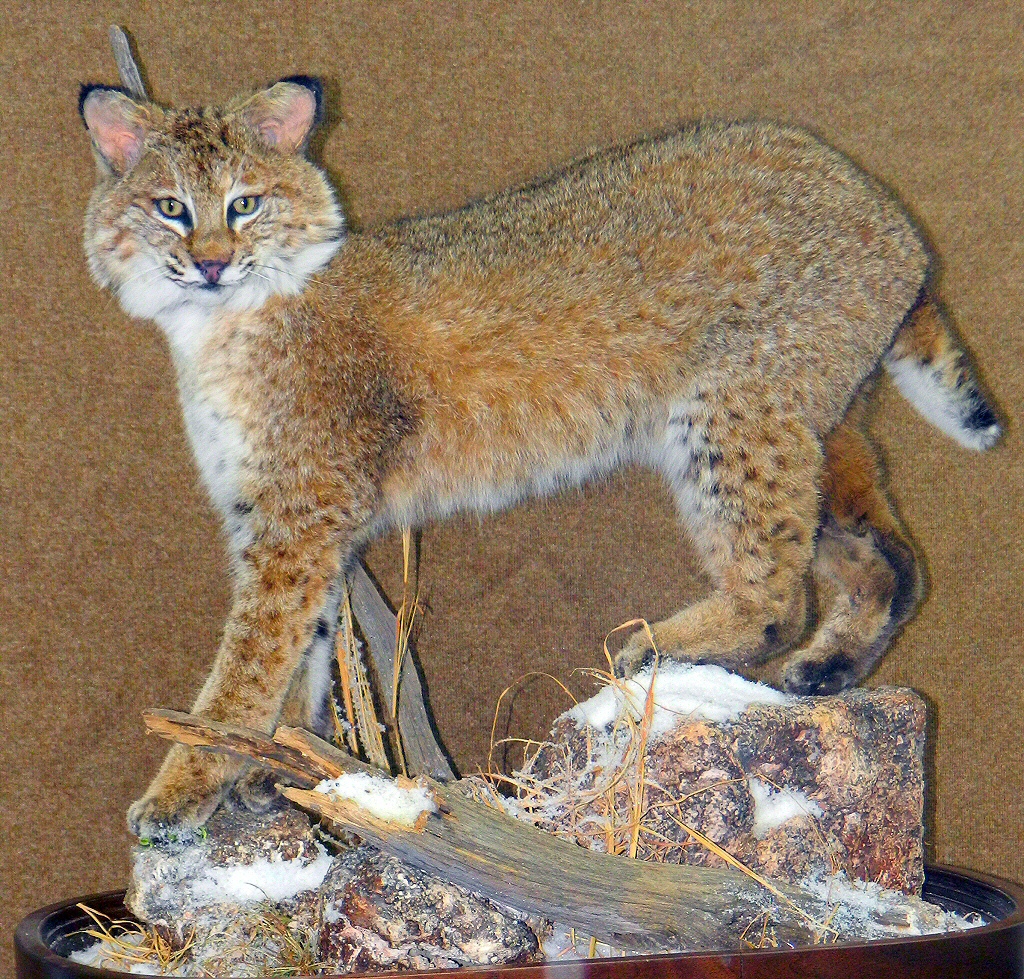 Bobcat Taxidermy Mounts,Bobcat Mounts,Pennsylvania Bobcat Taxidermy,Bobcat Taxidermist In Pennsylvania,Bobcat Taxidermy,Bobcat Mounting,Bobcat Mount Ideas,Cool Bobcat Mounts,Bobcat Mounts Near Me Pennsylvania