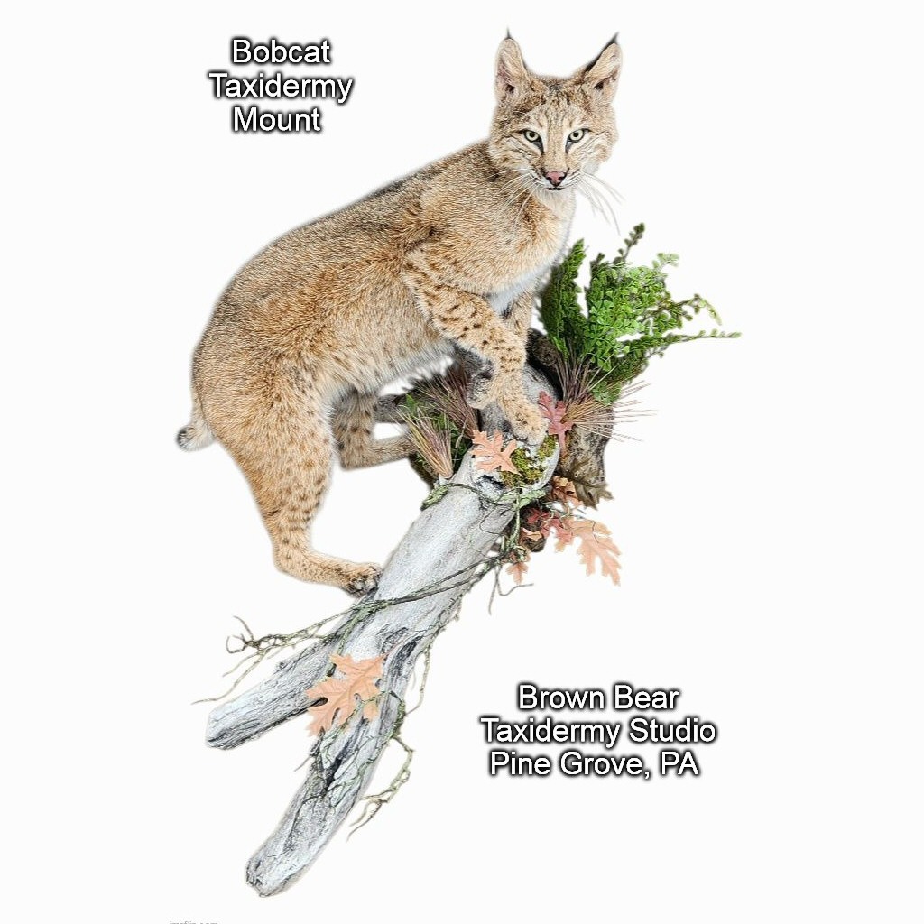 Bobcat Taxidermy Mount by Brown Bear Taxidermy Studio Pine Grove, PA