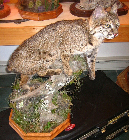 Bobcat Taxidermy Mounts, Bobcat Mounts