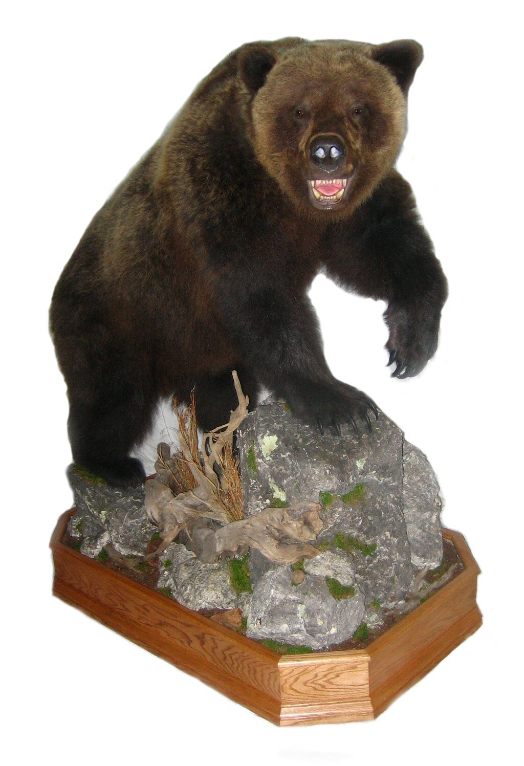 Brown Bear Grizzly Bear Full Body Floor Mounts ,Full Body Bears Mounted On Branches Trees And Logs,Taxidermy, Taxidermist, Bear Taxidermist, Bear Taxidermy, Brown Bear Grizzly Bear Mount