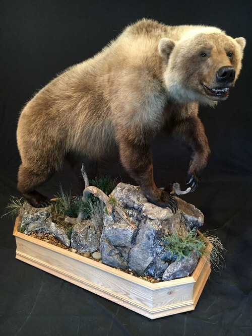 Brown Bear Life Size Full Body Mounts