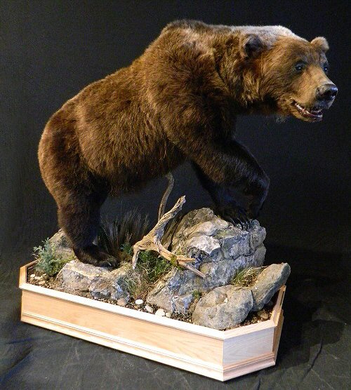 Full Body Bears Mounted, Brown Bear Grizzly Bear Mount