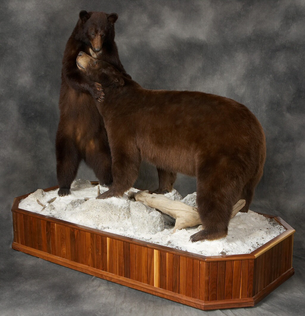 Full Body Grizzly Bear Taxidermy Mount SKU 2647 - All Taxidermy