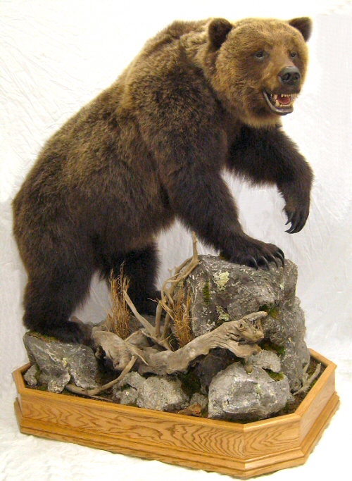 Brown Bear Grizzly Bear Mount Ideas, Bear Taxidermy Specialists