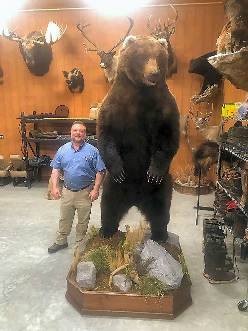 Life Size Brown Bear Mounts