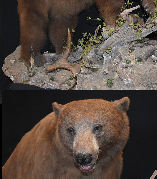 Brown Bear Taxidermy Mount For Sale - Call For More Information - 570 345 3030