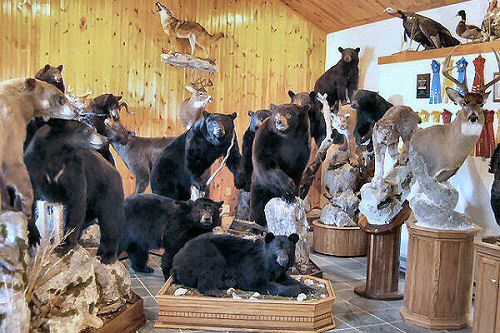 Bear Mounts Deer Mounts Taxidermy Studio