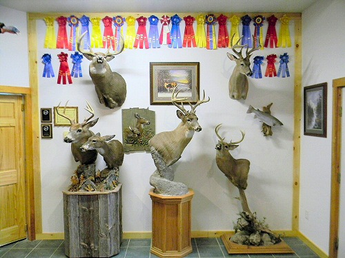 Deer Mounts Pennsylvania Taxidermy Studio