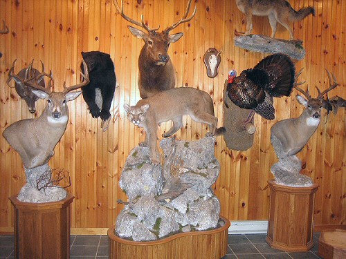 Pennsylvania Taxidermy Studio,Brown Bear Taxidermy Studio 289 Pleasant Valley Road-Pine Grove, PA 17963,Phone570-345-3030