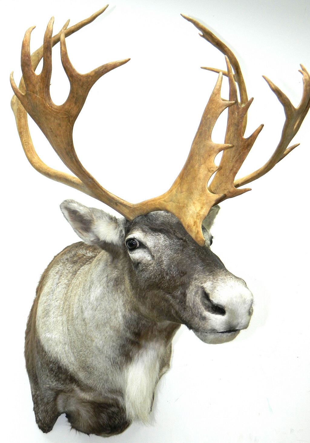 Caribou Mounts,Caribou Taxidermy Ideas,Caribou Taxidermy Pennsylvania,Caribou Taxidermy Studio Pennsylvania,Pennsylvania Taxidermist,Caribou Taxidermist,Caribou Shoulder Mount,Caribou Pedestal Mount