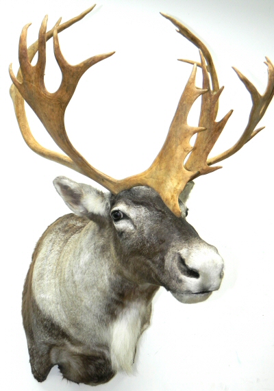 Caribou Taxidermy Mounts Pennsylvania, Caribou Shoulder Mounts, Velet Caribou Mounts