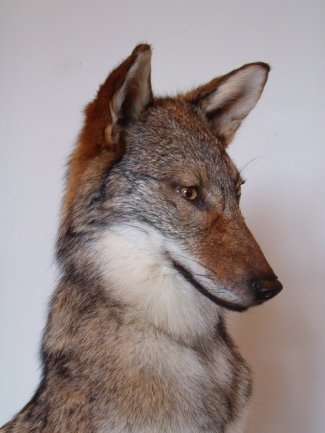 Coyote Taxidermy Mounts Pennsylvania Taxidermist, Predator Taxidermy