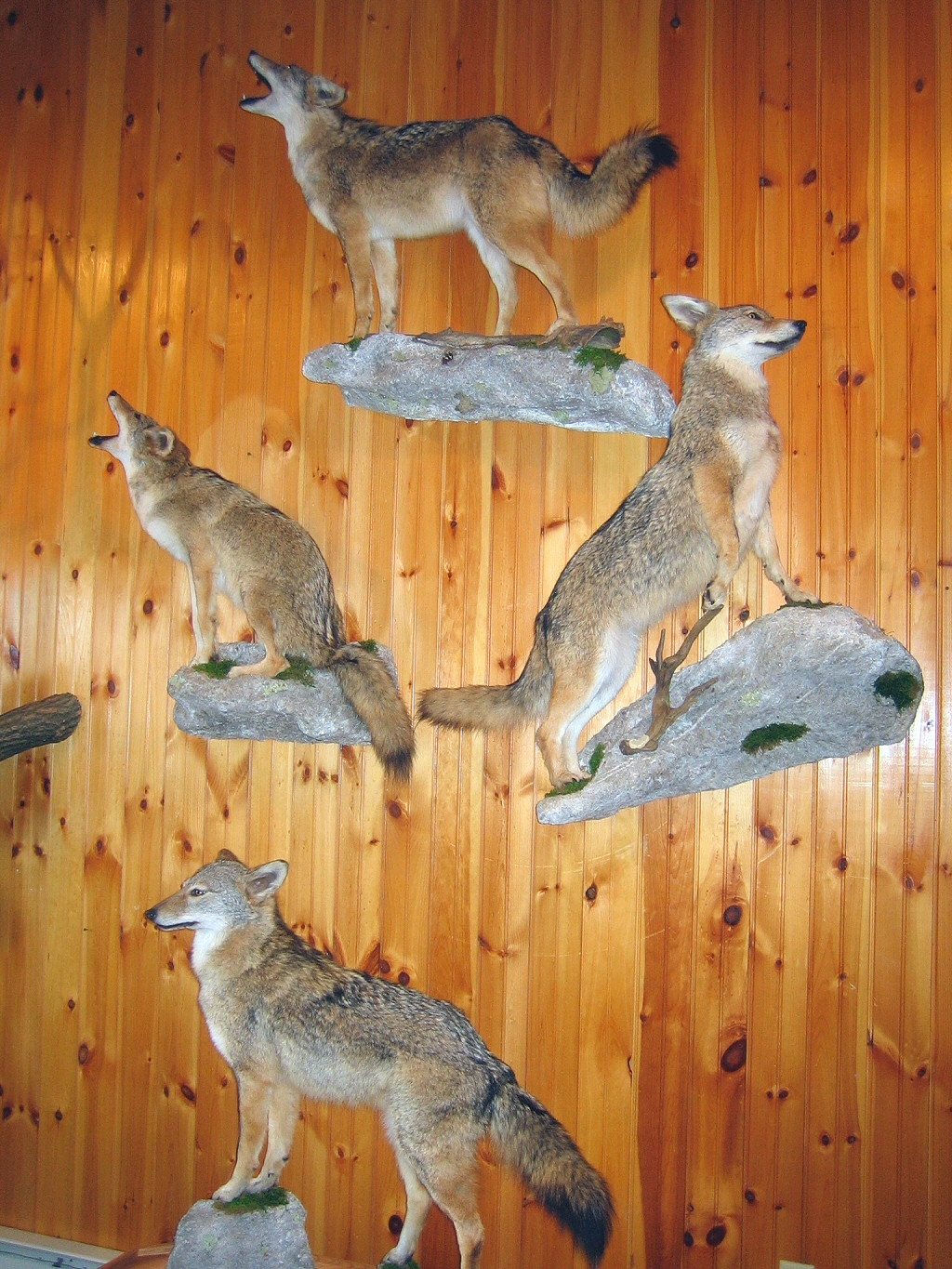 Coyote Taxidermy Mounts, Coyote Mount Ideas, Coyote Taxidermist In Pennsylvania