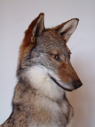 Coyote Taxidermy, Coyote Taxidermist In Pennsylvania, Coyote Mount Taxidermy,Coyote Mount Ideas,Life Like Coyote Mounts,Coyote Mounts Near Me In Pennsylvania