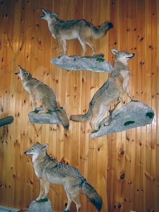 Coyote Taxidermy Mounts, Full Body Coyote Taxidermy Mounts Pennsylvania, Pennsylvania Taxidermist