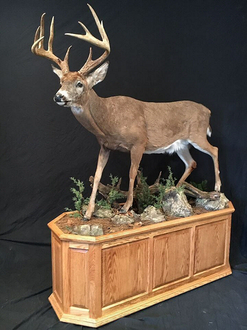 Deer Full Body Mounts Pennsylvania Taxidermy Studio
