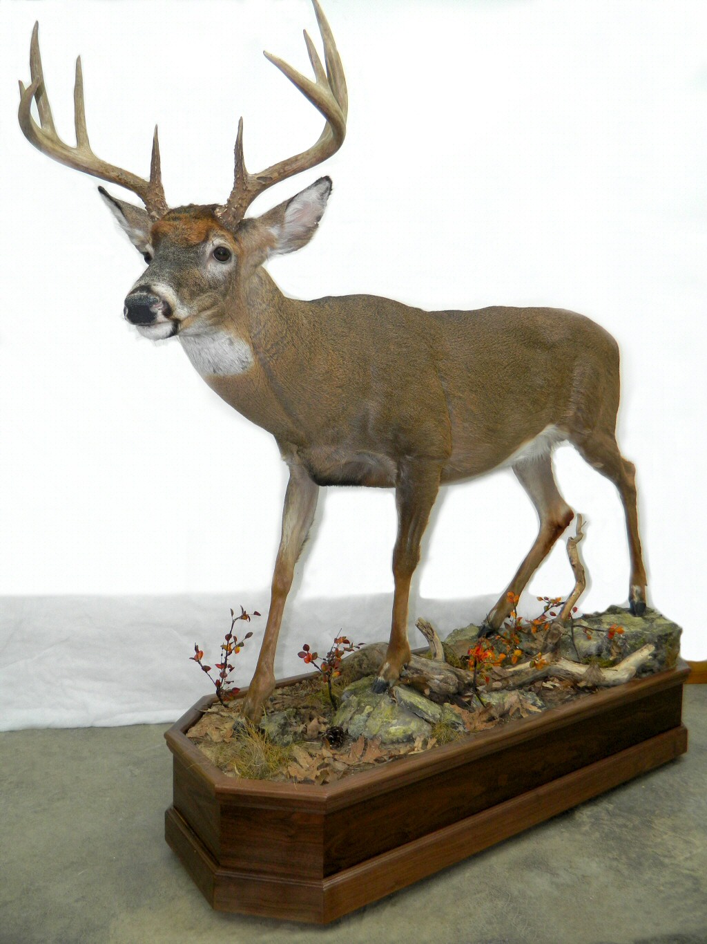 Full Body Whitetail Deer Mount, Full Body Deer Mount Whitetail Buck, Deer Taxidermist Pennsylvania
