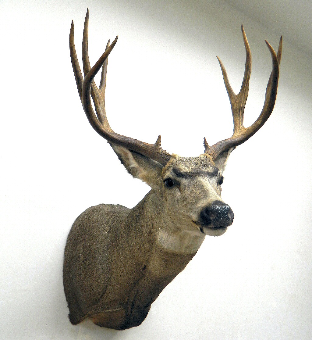 Mule Deer Mounts, Mule Deer Mounts For Sale, Mule Deer Shoulder Mounts, Mule Deer Mounts Poses, Mule Deer Mounts - Mule Deer Shoulder Mounts - Mule Deer Pedestal Mounts - Mule Deer Mount Poses Full Sneak Semi Sneak -  Mule Deer Mount Ideas Positions Ideas Pictures - More!