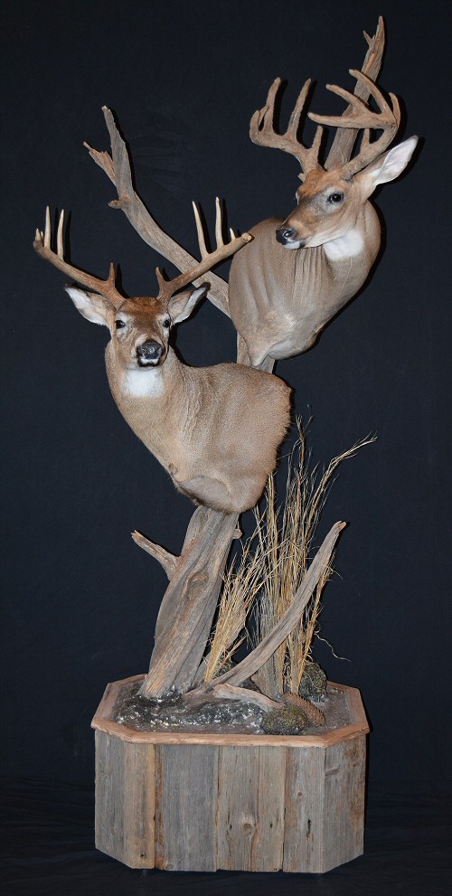 Wall Pedestal Deer Mount