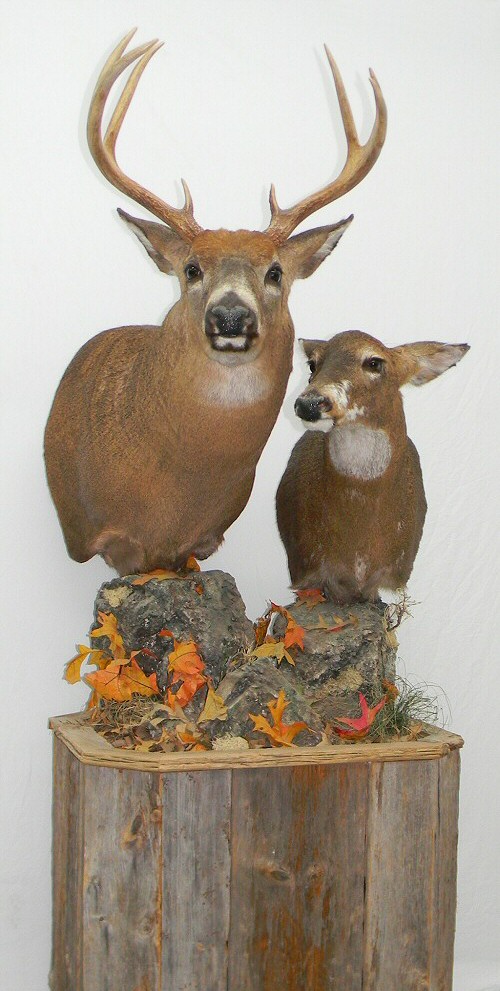 Cool Deer Mount Ideas, Life Like Deer Mounts, Deer Mounts Near Me In Pennsylvania