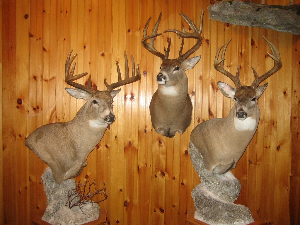 Deer Pedestal Mounts,Deer Shoulder Mounts,Deer Shoulder ...