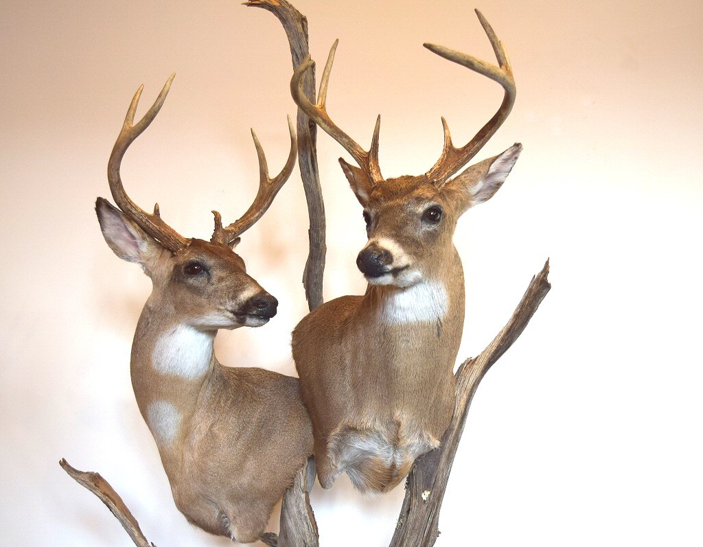 Deer Pedestal Mounts, Deer pedestal mounts can be mounted into any number of natural looking habitats using the best materials. 