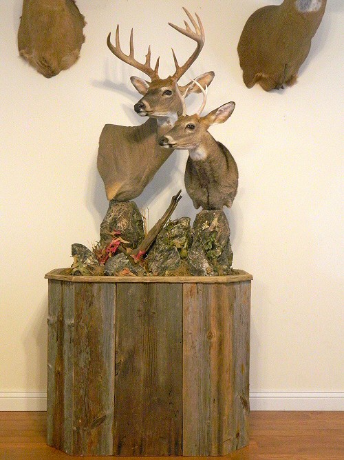 Deer Pedestal Mounts, Pedestal Mount Ideas For Deer, Deer Pedestal Mount Images Pictures Prices