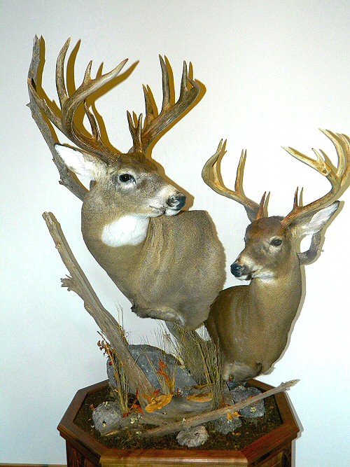 Deer Pedestal Mounts, Hunters that travel everywhere send us their deer to mount because of our reputation for Quality!