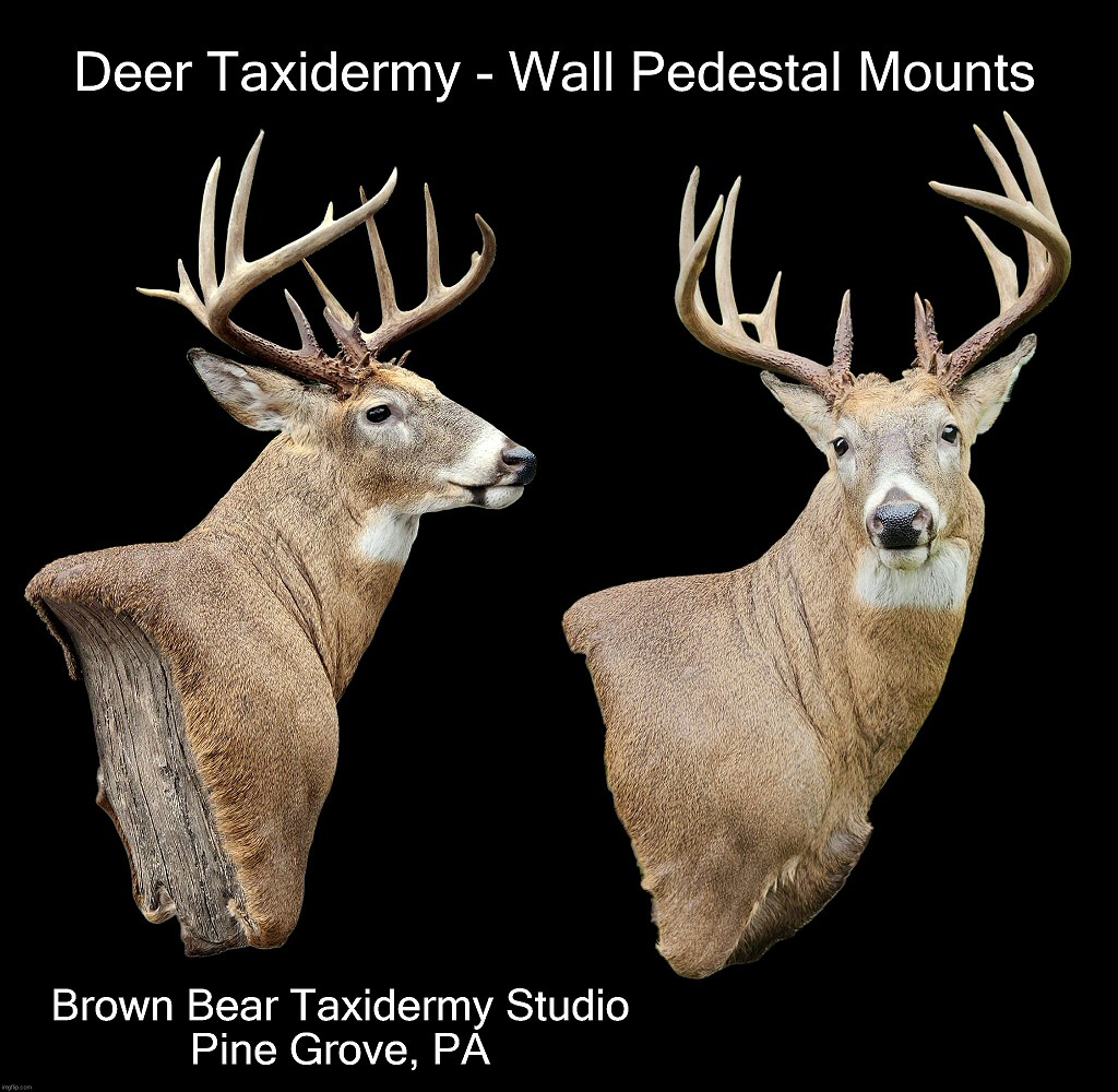 Deer Pedestal Wall Mounts Brown Bear Taxidermy Studio Pine Grove Pennsylvania