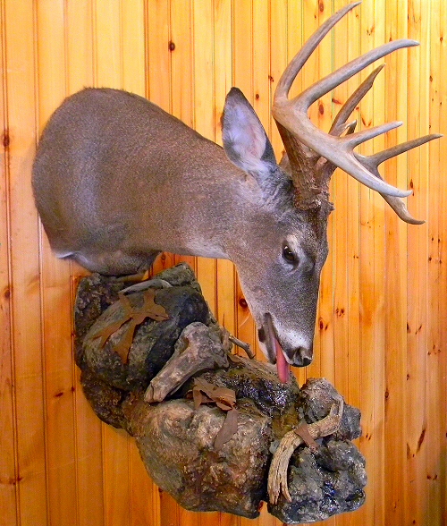 Deer Shoulder Wall Mount Buck Drinkin Water, Whitetail Deer Shoulder Mounts for Wall