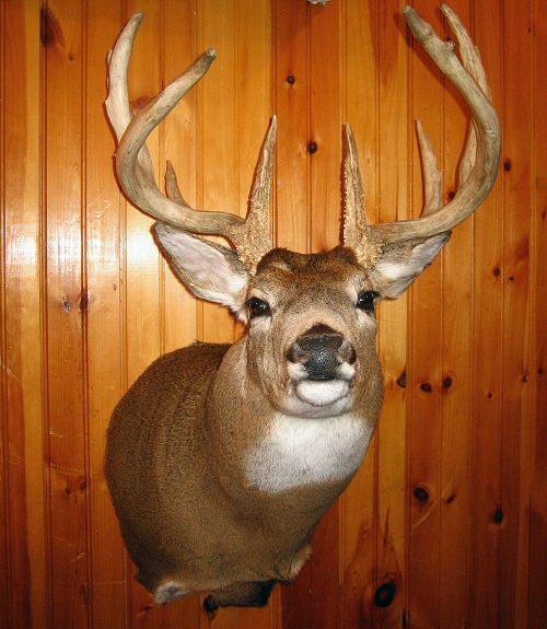 Deer Shoulder Mount Ideas, Whitetail Deer Shoulder Mounts For Walls