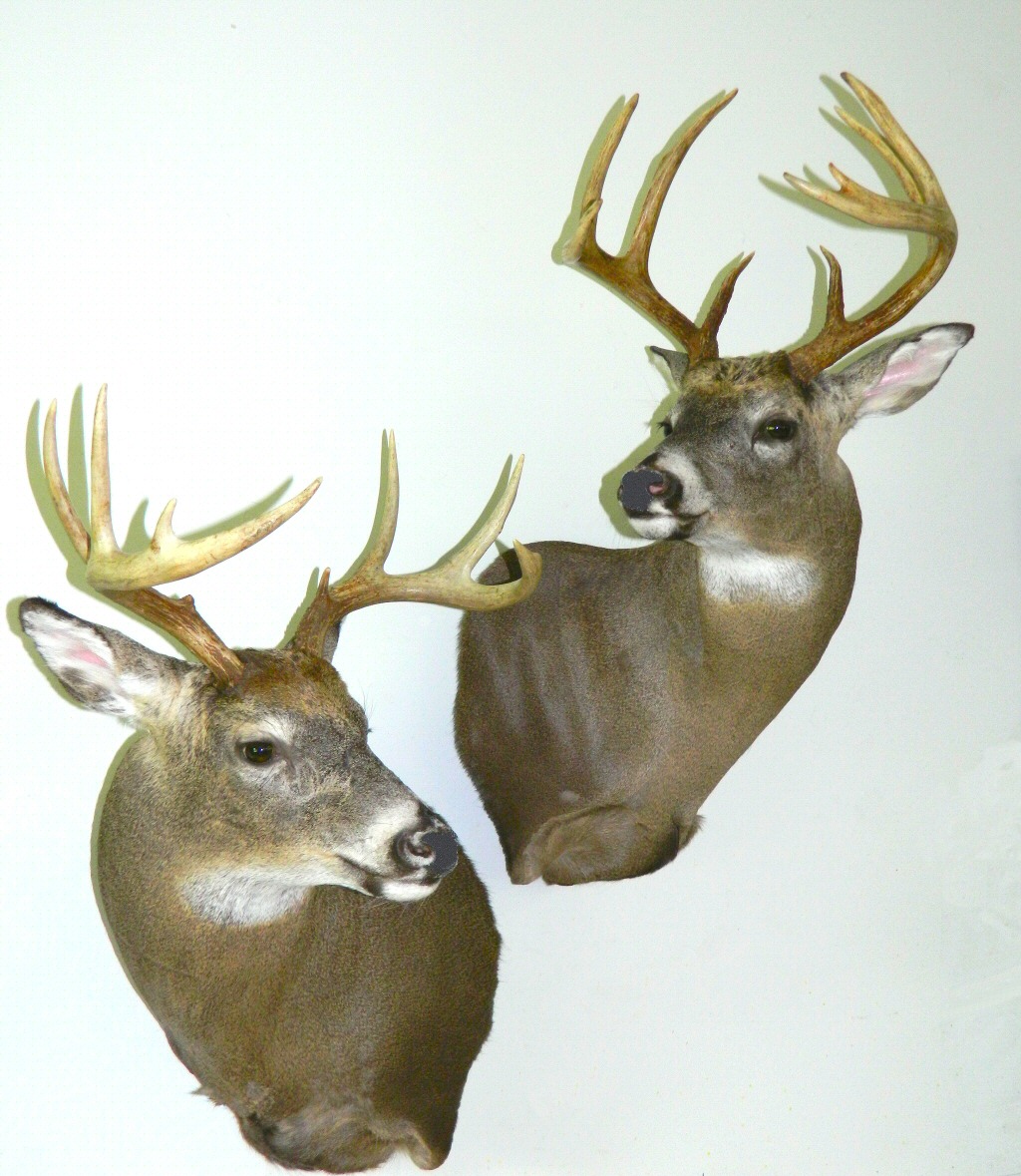 Deer Shoulder Wall Mounts Whitetail deer shoulder mounts for walls are one of our specialties.