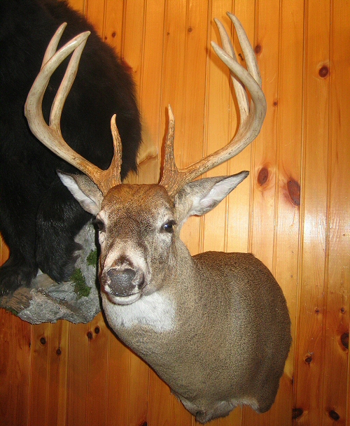 Deer Whitetail Shoulder Mounts Wall,Deer Shoulder Mounts,Deer Taxidermy