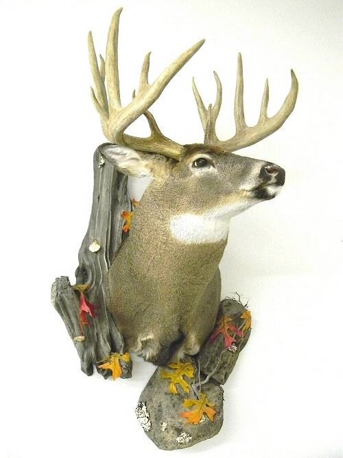 Deer Whitetail Shoulder Mount Wall, Deer Whitetail Shoulder Mounts Wall,Deer Shoulder Mounts,Deer Taxidermy,Deer Taxidermist In Pennsylvania