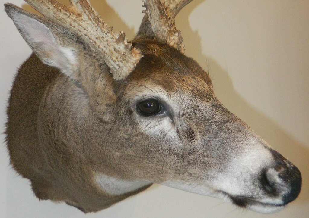 Deer Shoulder Wall Mounts Whitetail deer shoulder wall mounts, Deer shoulder mount images