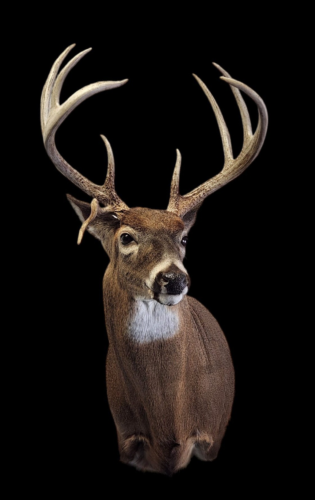 Deer Taxidermy Whitetail Buck Brown Bear Taxidermy Studio PA