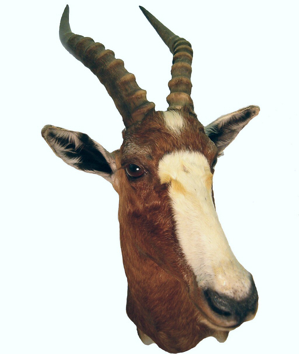 African Taxidermy - Blesbok Shoulder Taxidermy Mounts