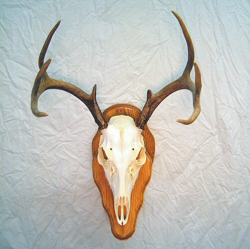 Deer Skull Mounts - Deer European Mounts - Deer Skull Dipping