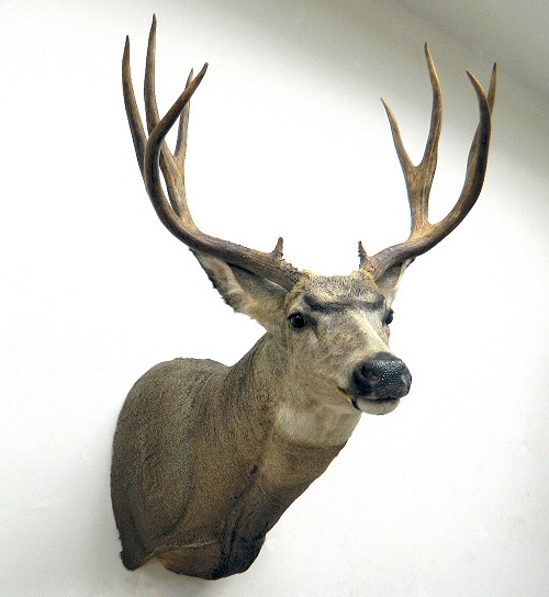 Mule Deer Taxidermy Mounts - Mule Deer Mounts - Mule Deer Shoulder Mounts - Mule Deer Pedestal Mounts - Mule Deer Wall Mounts - Full Body Mule Deer Mounts - Mule Deer Mount Poses, Sneak, Semi Sneak Mounts, Ideas And Pictures