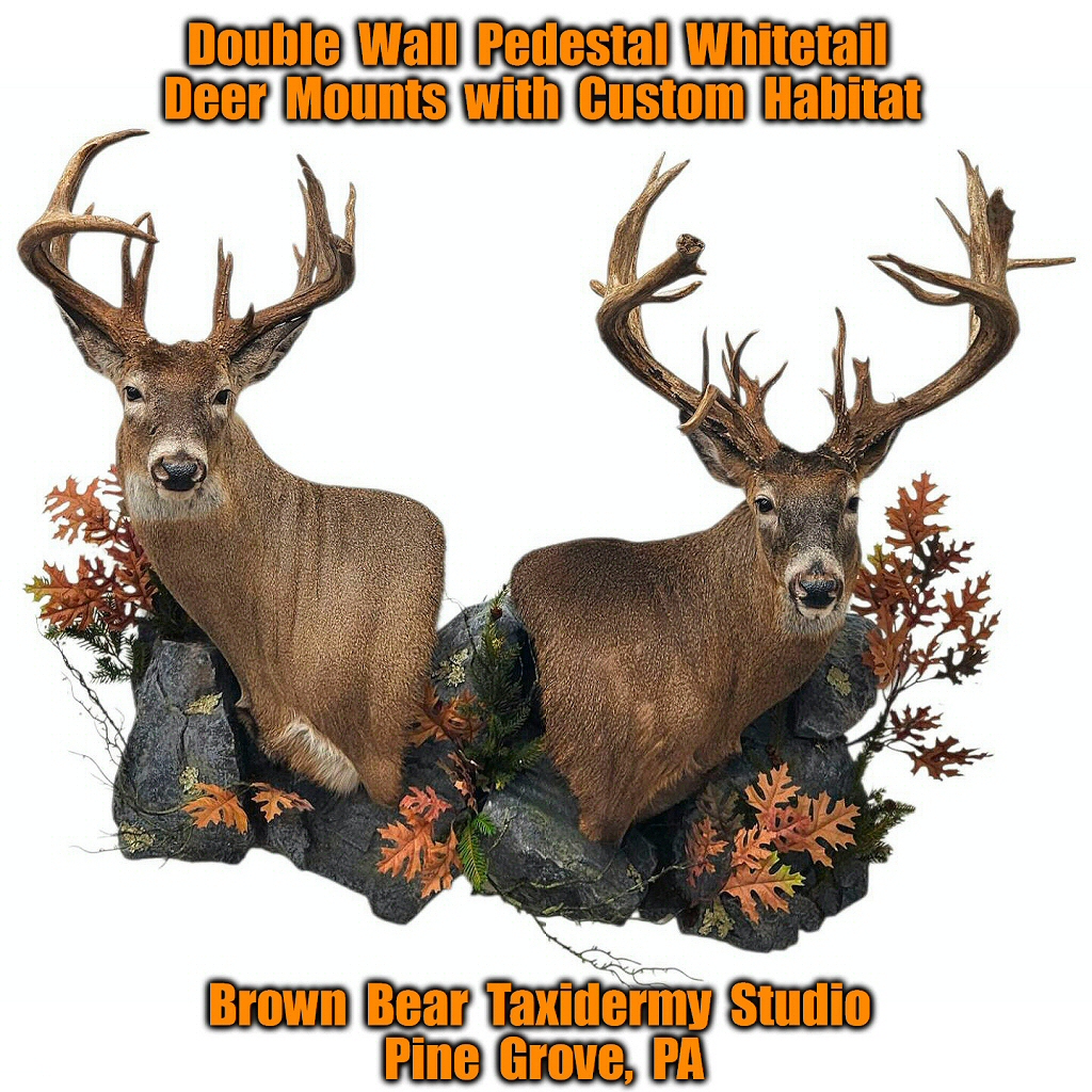 Deer Taxidermy Two Bucks Pedestal Wall Mounts by Brown Bear Taxidermy Studio Pine Grove PA