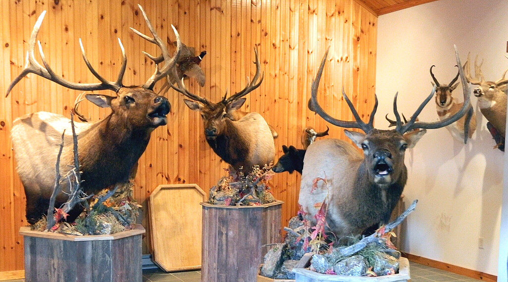 Pedestal Elk Mounts Pennsylvania Taxidermy Studio, Shipping and Receiving Elk Mount Nationally
