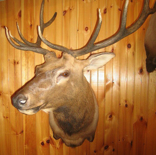 Low Ceiling Elk Mounts, Low Ceiling Elk Shoulder Mounts