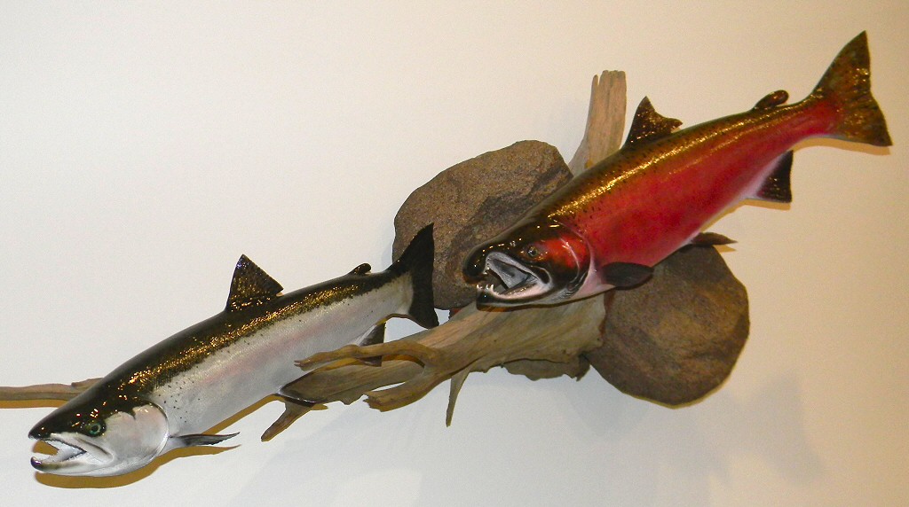 Fish Mounts  Donahue Taxidermy Studios