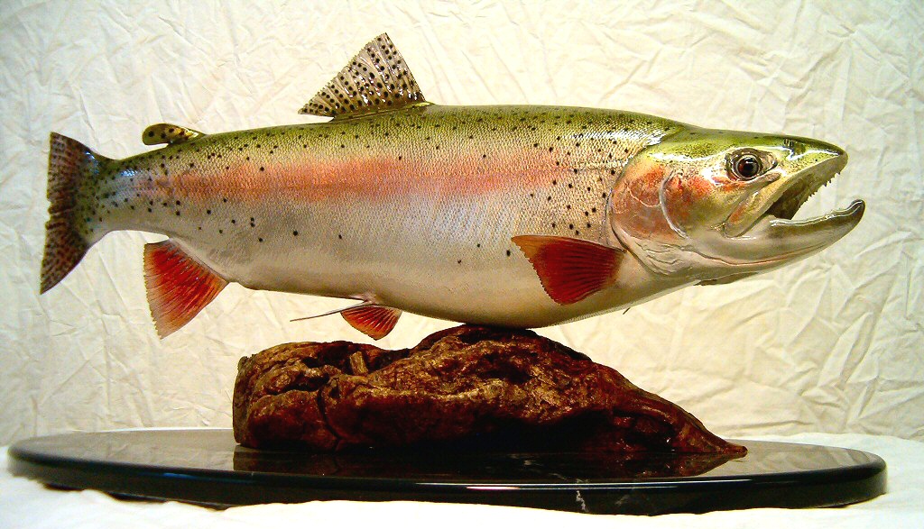 https://www.brownbeartaxidermy.com/Fish-Taxidermy-Mount-Pennsylvania/Fish-Taxidermy-Steelhead-Mount.jpg