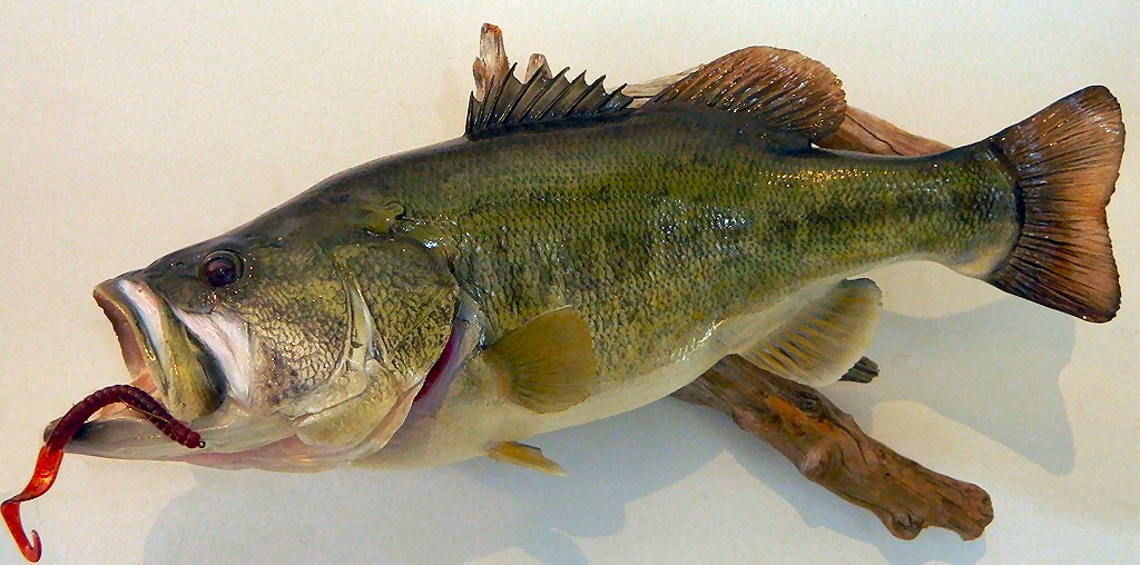 Largemouth Bass Mounts, Fish Taxidermist Pennsylvania, Fish Taxidermy Studio Pennsylvania