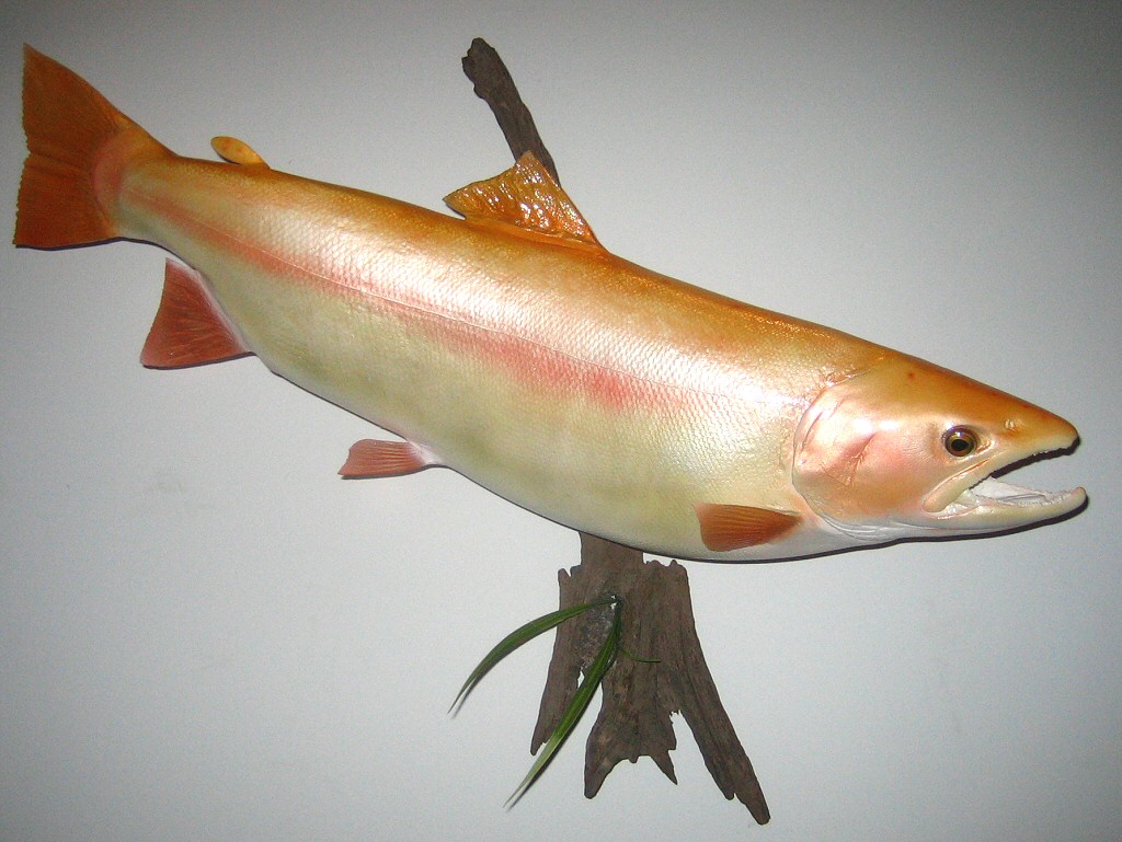 Palomino Trout Mount, Trophy Trout Mount, Golden Trout Mount