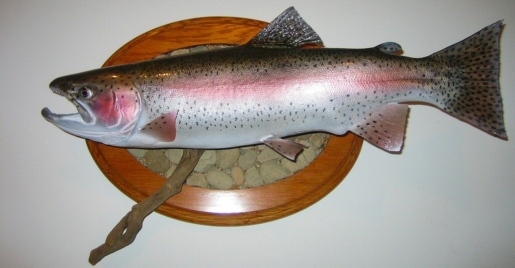 Rainbow Trout Taxidermy Mounts Pennsylvania 