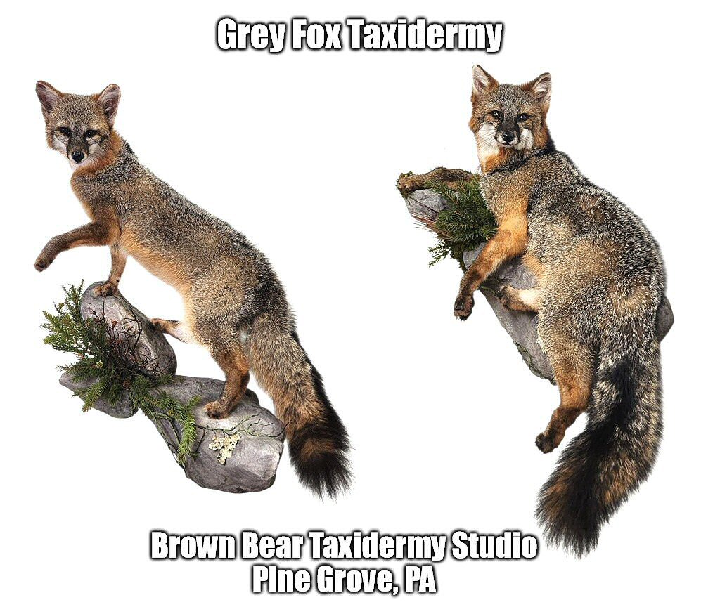 Grey Fox Taxidermy Life Size Mounts For Wall by Brown Bear Taxidermy Studio Pine Grove PA