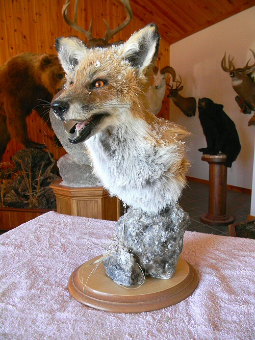 Fox Taxidermy Mounts, Fox Taxidermy, Red Fox Taxidermy, Grey Fox Taxidermy