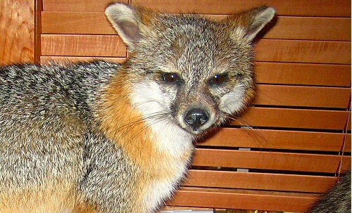 Grey Fox Mounts Taxidermy, Grey Fox Taxidermist In Pennsylvania, Grey Fox Taxidermy Mounts, Grey Fox Taxidermy Price, Taxidermy Grey Fox Head